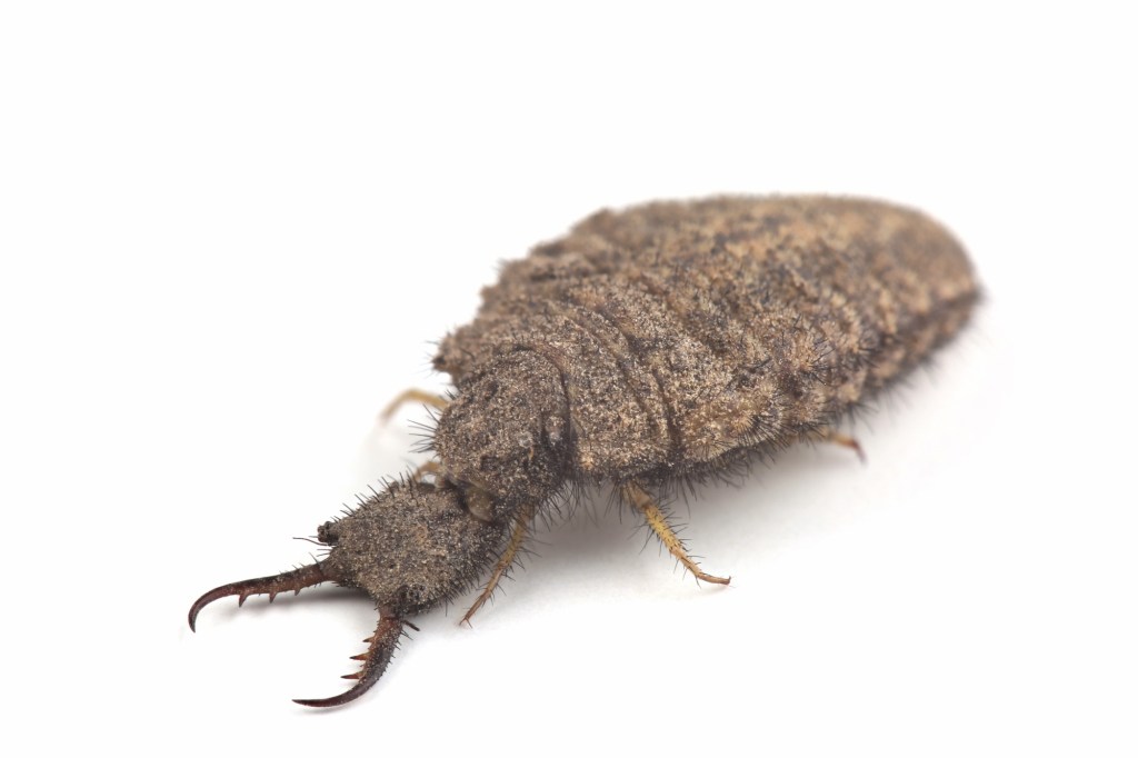 Antlion